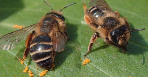 Andrena flavipes