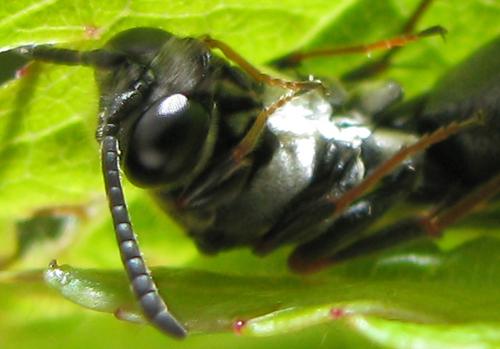 Nysson spinosus