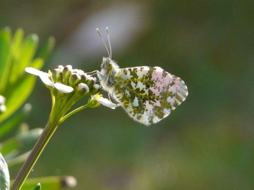 Anthocharis cardamines