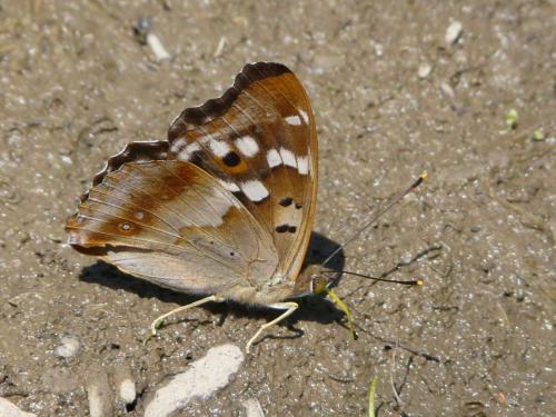 Réf. 56 414 : Apatura ilia