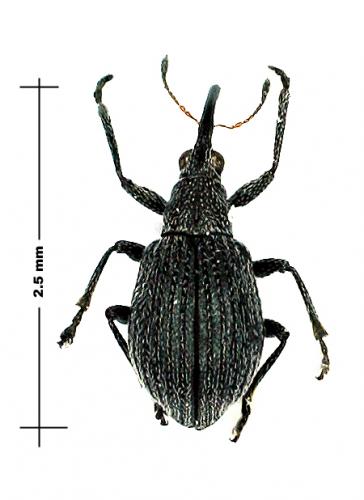 Réf. 56 066 : Eutrichapion ervi
