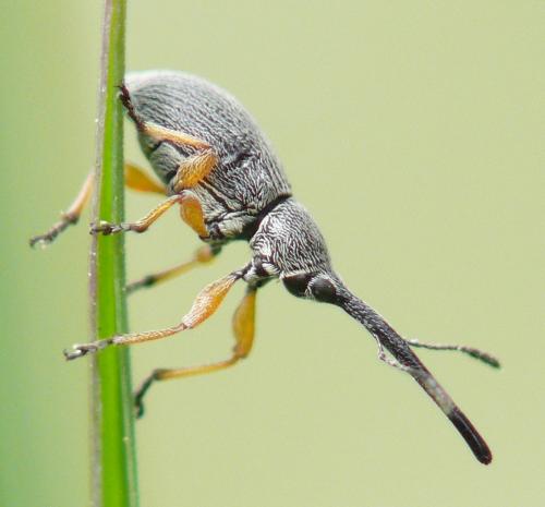 Rhopalapion longirostre