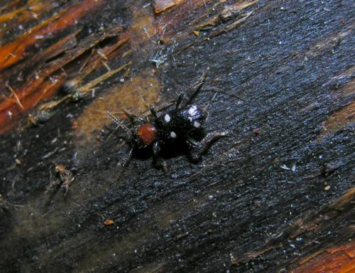 Allonyx quadrimaculatus