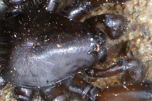 Réf. 56 165 : Gnaphosa sp.
