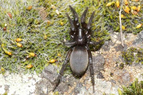 Réf. 56 157 : Gnaphosa sp.