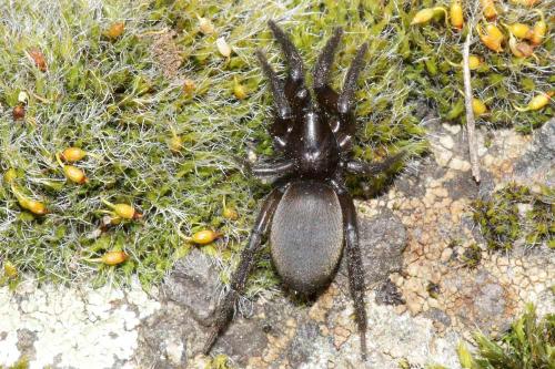 Gnaphosa Sp Premiere Sortie Le Monde Des Insectes