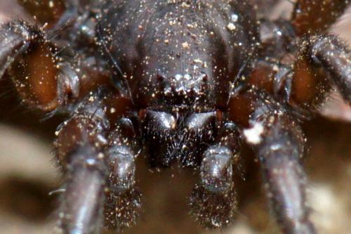 Gnaphosa sp.