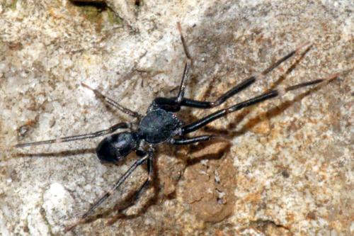 Liophrurillus flavitarsis