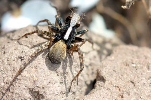 Pardosa sp.