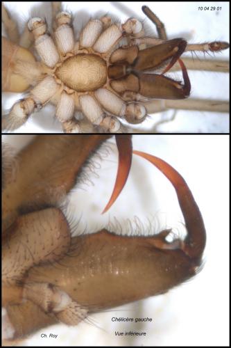 Réf. 56 479 : Drassodes lapidosus