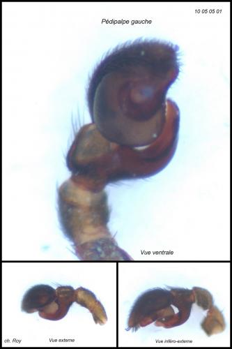 Phrurolithus festivus