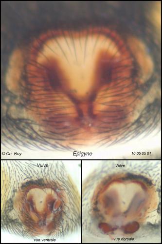 Trachyzelotes pedestris