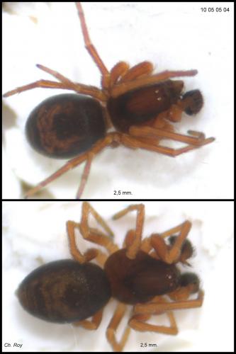 Dictyna uncinata