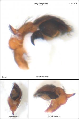 Dictyna uncinata
