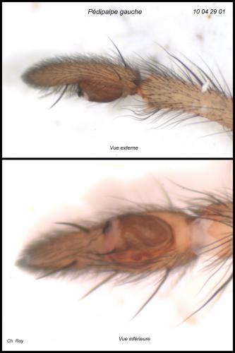 Drassodes lapidosus