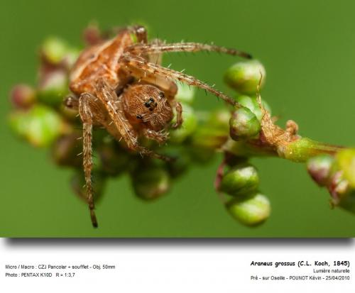 Gibbaranea sp.