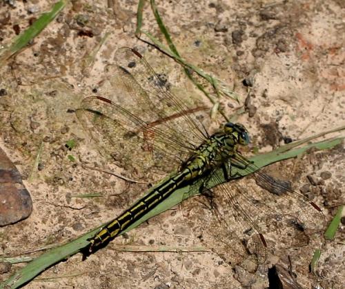 Réf. 56 445 : Gomphus pulchellus
