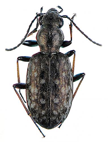 Réf. 56 504 : Asaphidion caraboides