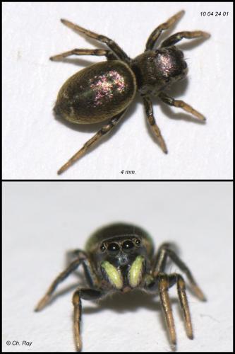 Réf. 56 077 : Heliophanus auratus