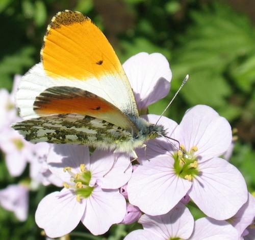 Réf. 56 030 : Anthocharis cardamines