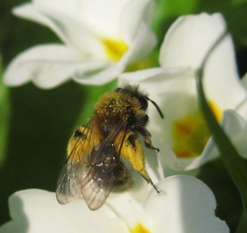 Andrena sp.