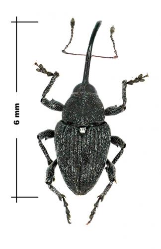 Réf. 56 711 : Curculio vicetinus