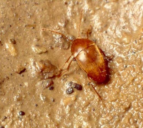 Baronniesia delioti