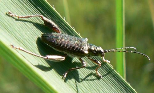 Donacia crassipes