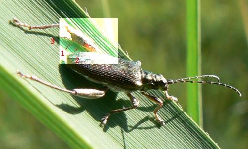 Donacia crassipes