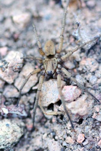 Nomisia sp.