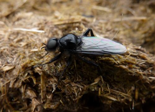 Réf. 56 752 : Bibio sp.