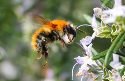 Bombus pascuorum