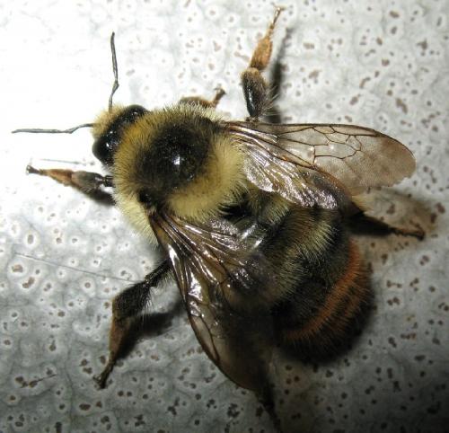 Réf. 56 021 : Bombus sylvarum