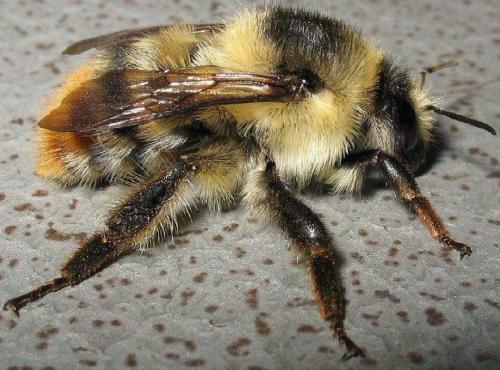 Réf. 56 029 : Bombus sylvarum