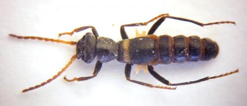 Brachemys brevipennis