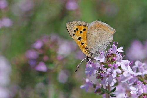 Lycaena phlaeas