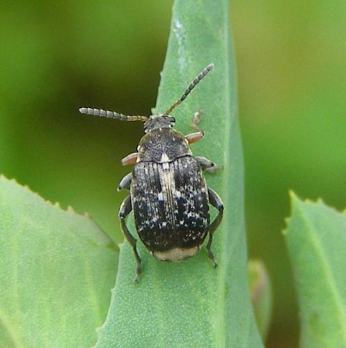 Bruchus rufipes