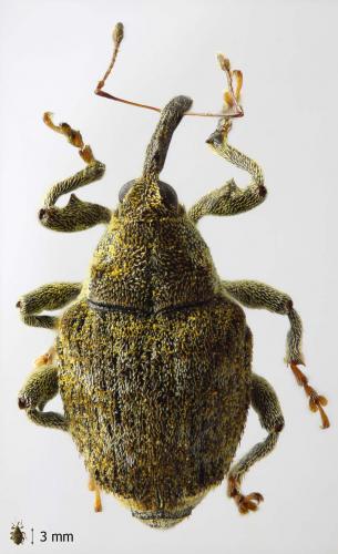 Réf. 56 290 : Parethelcus pollinarius
