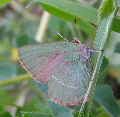 Réf. 56 368 : Callophrys avis