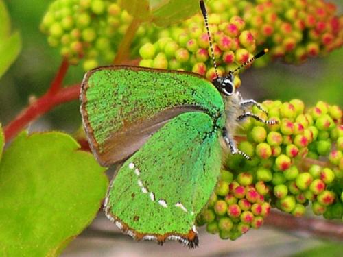Callophrys rubi