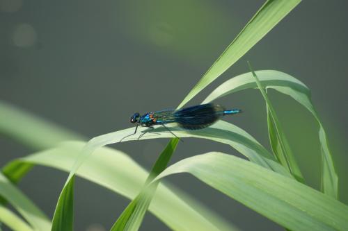 Calopteryx splendens