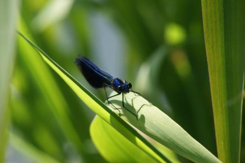 Calopteryx virgo