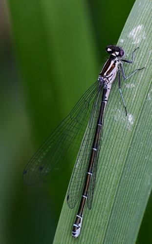 Coenagrion sp.