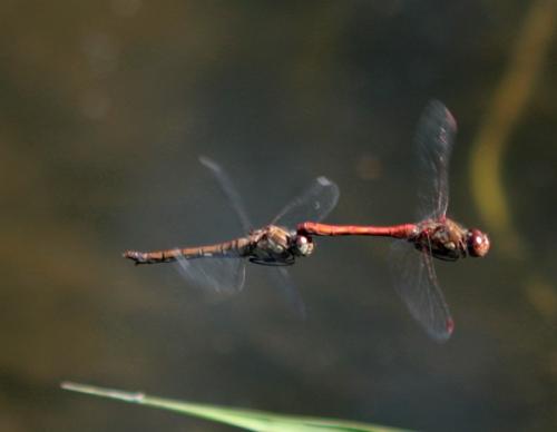 Réf. 56 728 : Sympetrum striolatum