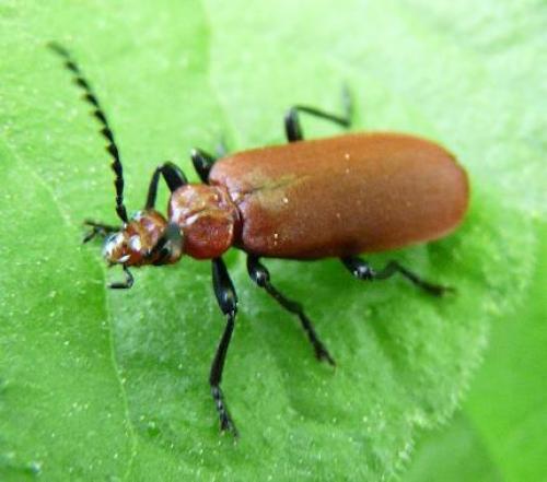 Pyrochroa serraticornis