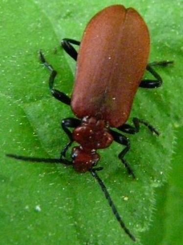 Réf. 56 520 : Pyrochroa serraticornis