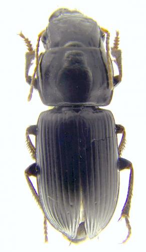 Acinopus picipes