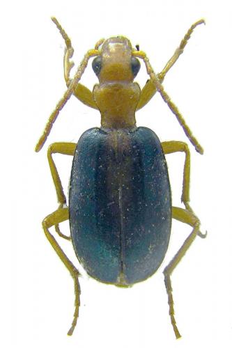 Réf. 56 212 : Brachinus sclopeta