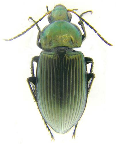 Poecilus cupreus