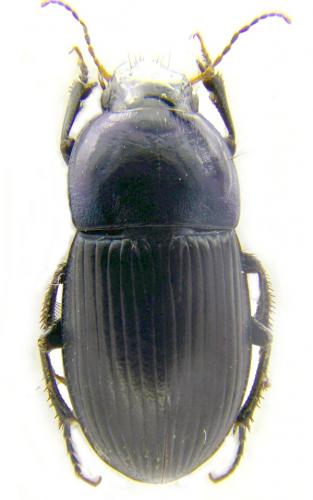 Réf. 56 215 : Harpalus dimidiatus